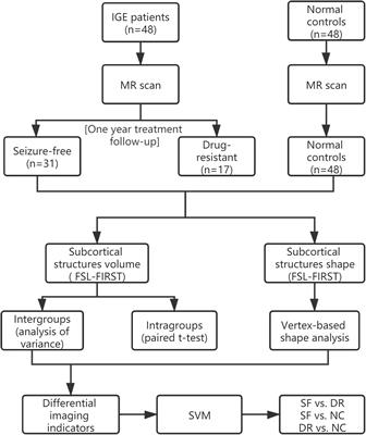 Atrophy in the Left Amygdala Predicted Drug Responses in Idiopathic Generalized Epilepsy Patients With Tonic–Clonic Seizures